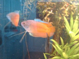 gourami.JPG