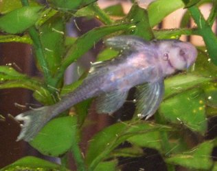 bluepleco1.jpg