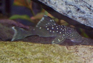 bluepleco2.jpg