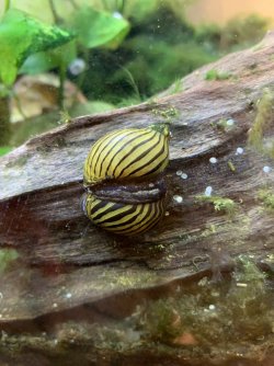 Zebra Nerite Snails.jpg