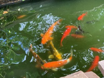 Koi and Goldfish.jpg