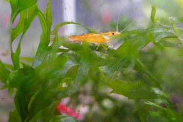 yellow shrimp.jpg