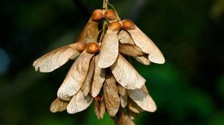 sycamore seeds.jpg