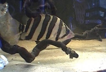 tigerfish.jpg