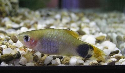 Platy1.jpg