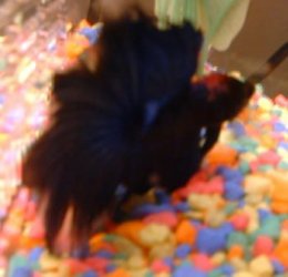 marble_betta_2.jpg