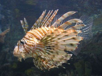 lionfish.jpg