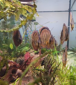 discus_tank_oct_2024.jpg