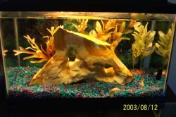 fish_tank_1.jpg