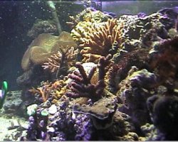 reef1_025.jpg