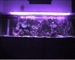 my_reef_tank_011.jpg