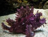 1177480.FrogFish02lo_1_.jpg