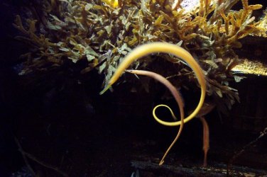 pipefish.jpg