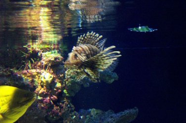 lionfish.jpg