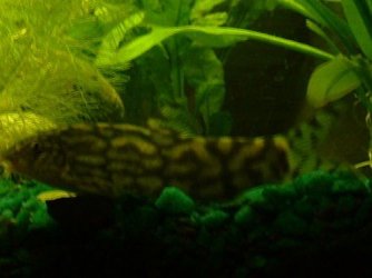 loach1.JPG