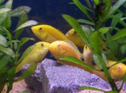 yellow_fishies.JPG