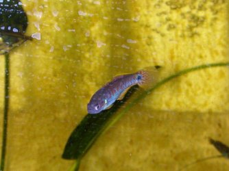 peacock_goby.jpg