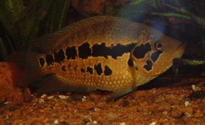 Cichlid_11.JPG