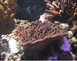 reef1_066.jpg