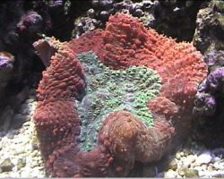 reef1_065.jpg