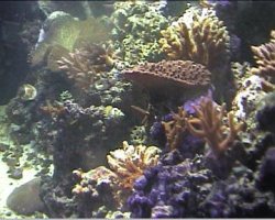 reef1_064.jpg