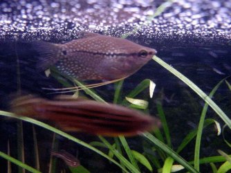 pearl_gourami.jpg