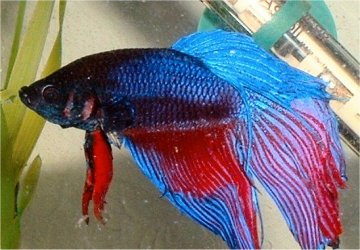 betta.JPG