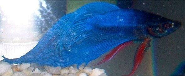 new_betta.JPG