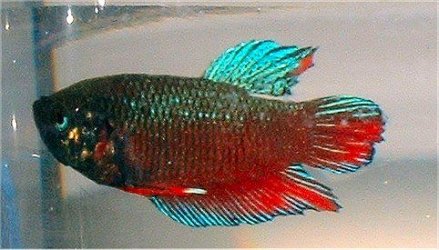 female_betta.jpg