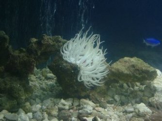 white_anemone.jpg