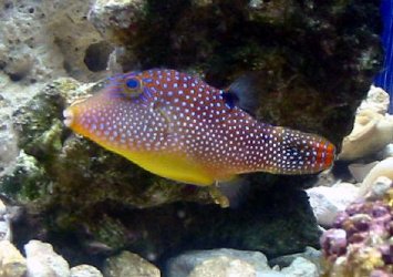 Blue_spotted_Puffer___Ginamoore.jpg