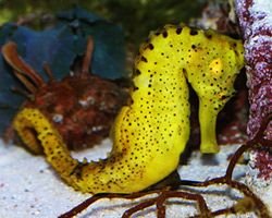 yellowseahorse.jpg