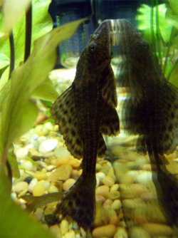 Pleco_Pic_copy.jpg