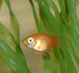 Platy_Fry2.JPG