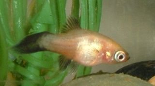 Platy_Fry3.JPG