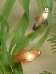 Two_Platy_Fry.JPG