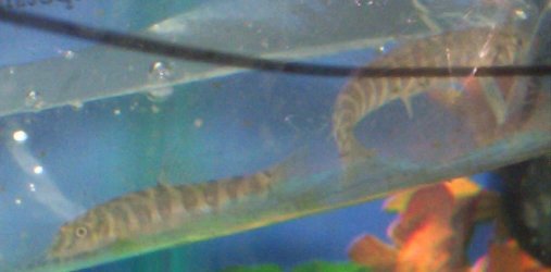 loaches.jpg