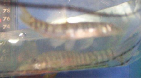 loaches2.jpg