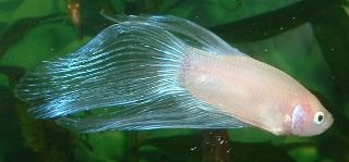 White_Betta2.JPG