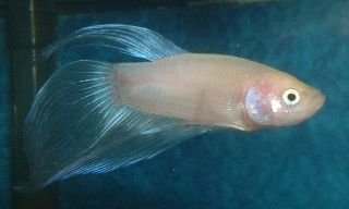 White_Betta.JPG