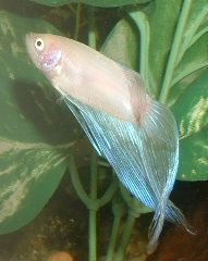 White_Betta3.JPG