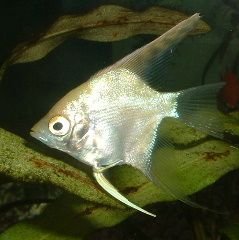 Angelfish4.JPG