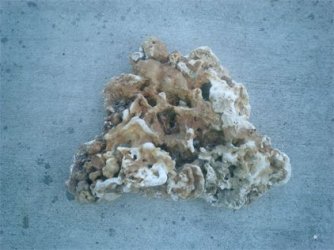 Coral1copy.jpg