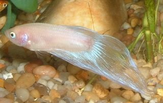 Male_Betta.JPG