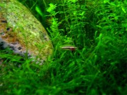 licorice_Gourami.jpg