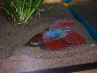 betta1.JPG