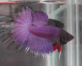 purple_betta.jpg