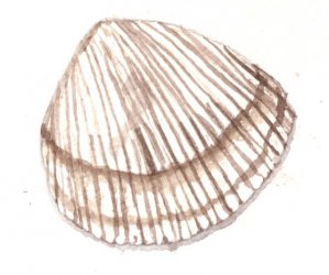 Shell3.jpg