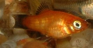 Platy_Fry6.JPG