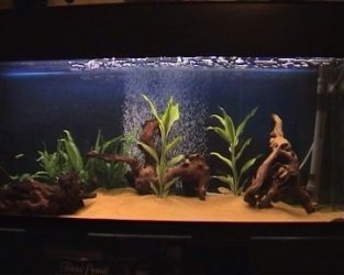 Aquarium3.jpg